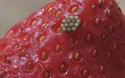Bílí červi v jahodách? Co se stane, když bobule namočíte do slané vody (a zda jsou stále bezpečné k jídlu)