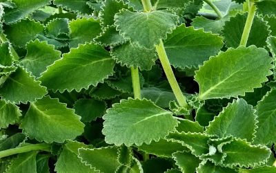 Oregano: přírodní spojenec pro podporu vaší každodenní pohody