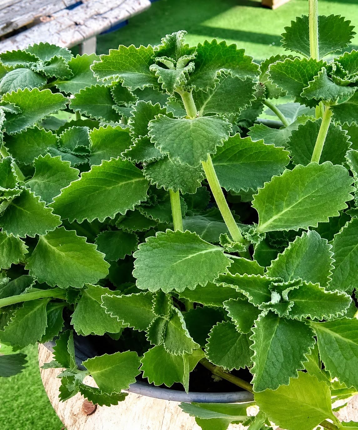 Oregano: přírodní spojenec pro podporu vaší každodenní pohody
