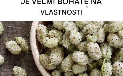 Výhody bílé moruše: zabraňuje rakovině, léčí cukrovku a pomáhá při hubnutí