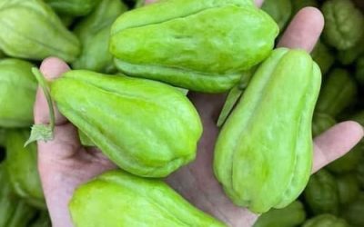 Lékaři odhalují, že konzumace chayote způsobuje těchto 5 překvapivých změn ve vašem těle.