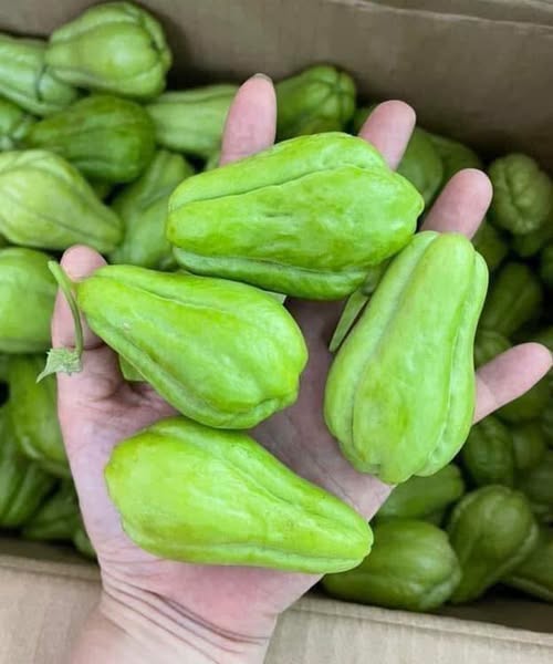 Lékaři odhalují, že konzumace chayote způsobuje těchto 5 překvapivých změn ve vašem těle.
