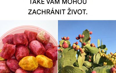 Úžasné léčivé vlastnosti opuncií