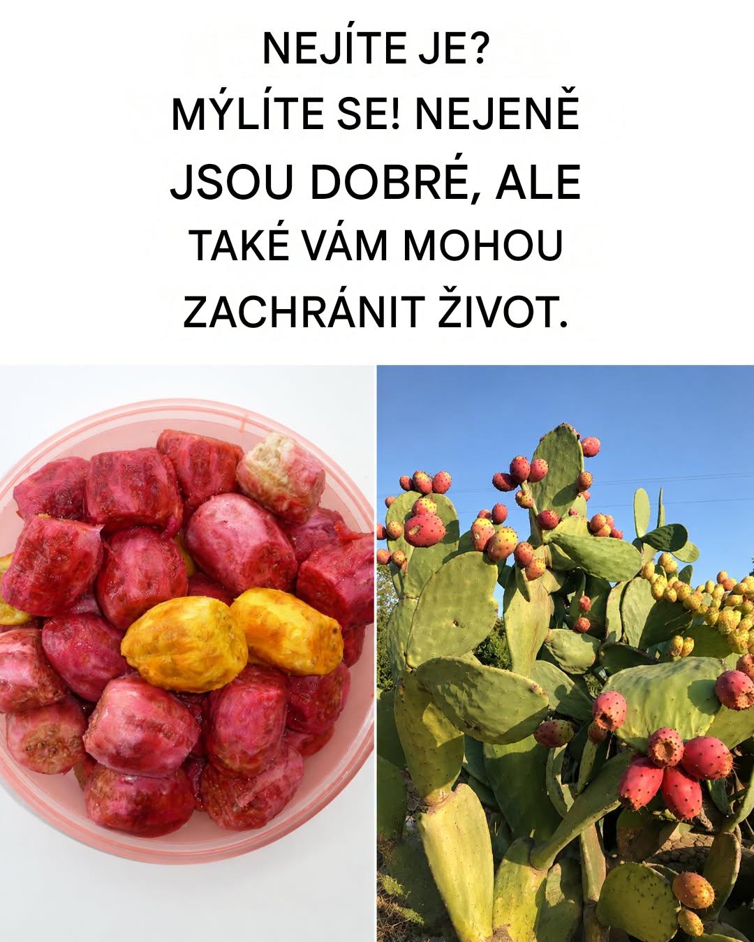 Úžasné léčivé vlastnosti opuncií
