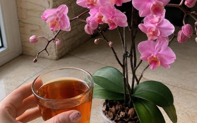 Nejúčinnější trik, jak zachránit umírající orchidej a přimět ji znovu rozkvést