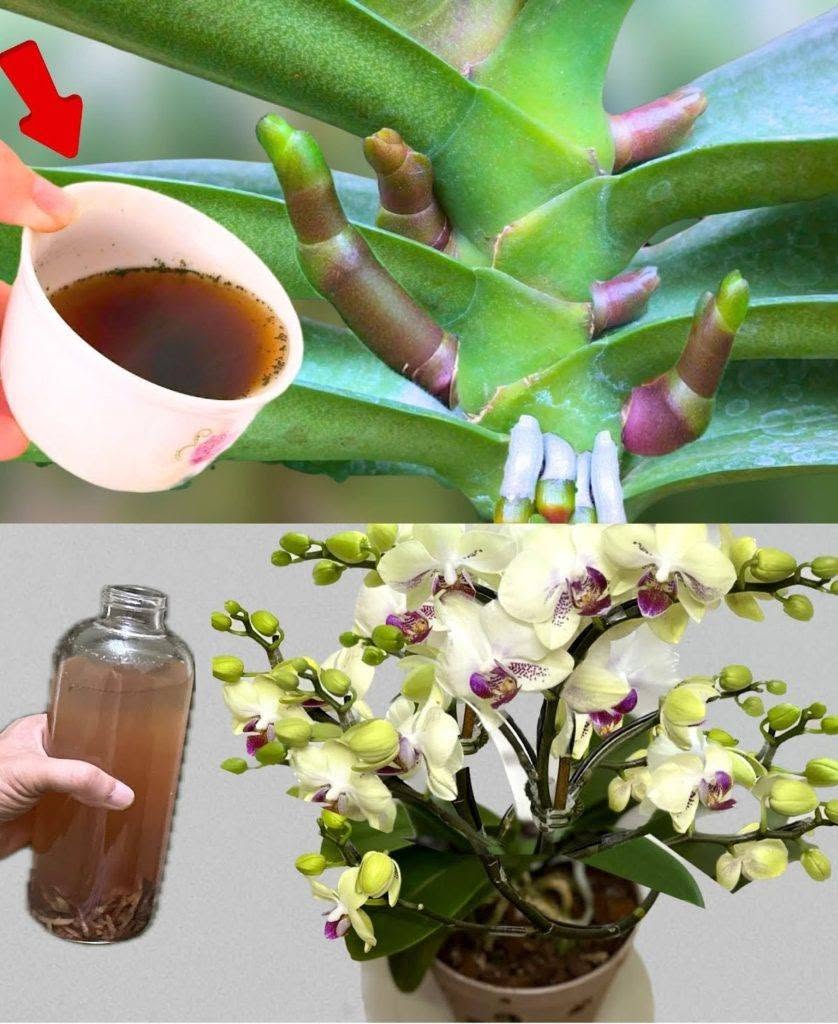 Velmi listnatá orchidej, když ji tímto zalijete, bude 10krát krásnější
