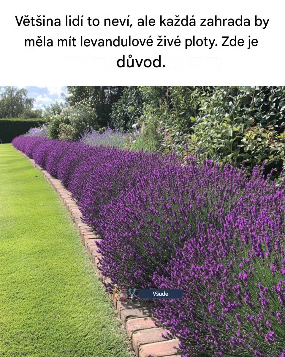 Většina lidí to neví, ale v každé zahradě by měly být levandulové živé ploty. Zde je důvod.