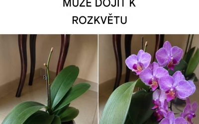 4 spolehlivé triky, jak zajistit, aby orchideje kvetly po celý rok