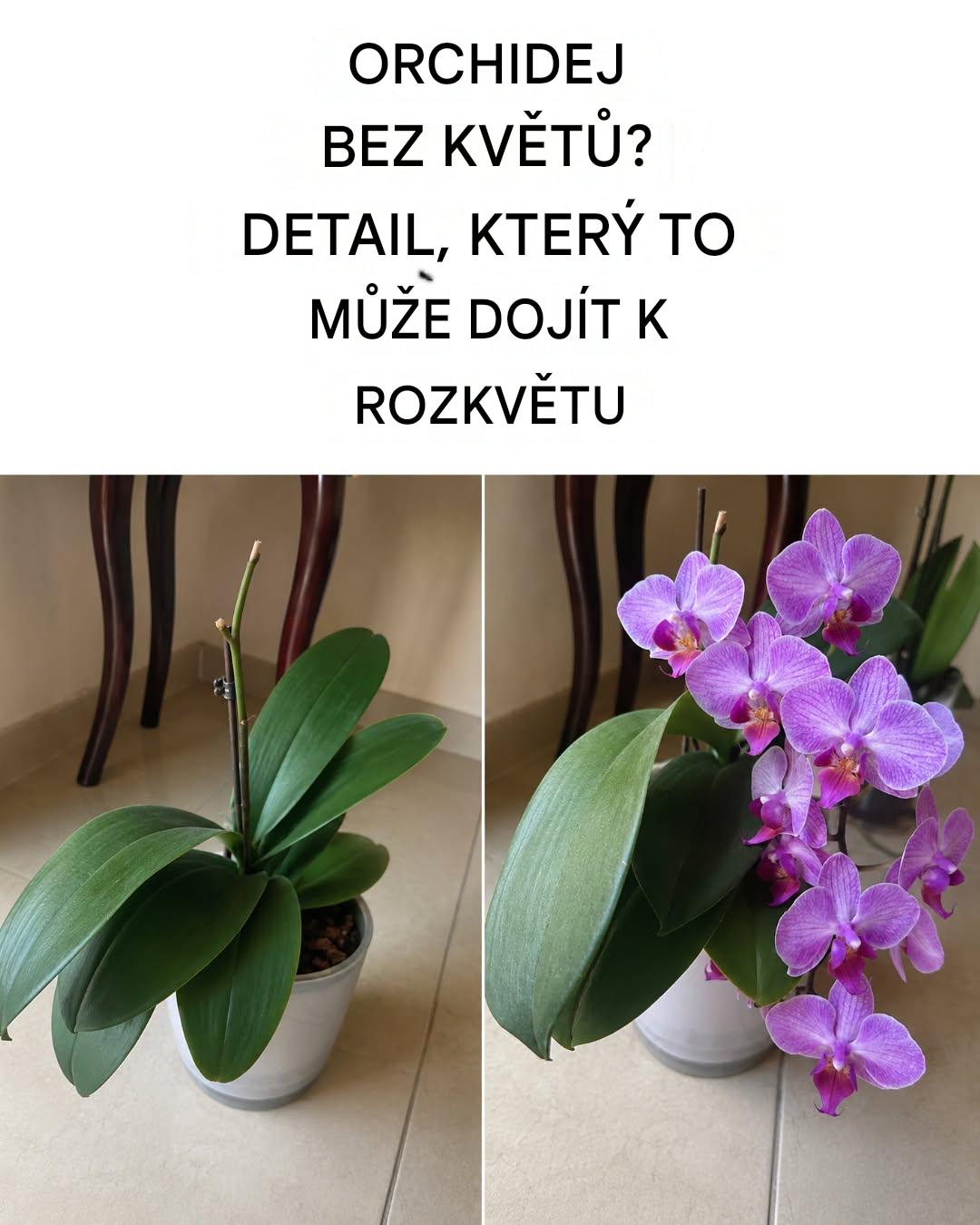4 spolehlivé triky, jak zajistit, aby orchideje kvetly po celý rok