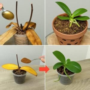 Posypte 1 lžící odumřelé kořeny orchideje! Náhle se oživí a kvete po celý rok.