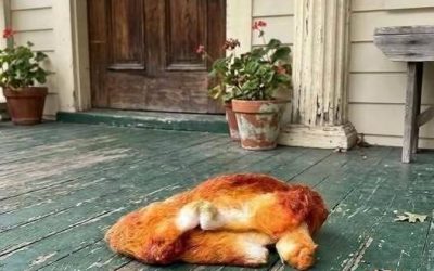 Dnes ráno jsem vyšel na verandu, abych se nadýchal čerstvého vzduchu, a objevil jsem tohle. Upřímně řečeno, zpočátku jsem se opravdu bál. Pak, když strach pominul, začal jsem to pečlivě zkoumat a snažil se zjistit, co to je. Ví někdo? Odpověď najdete v prvním komentáři.