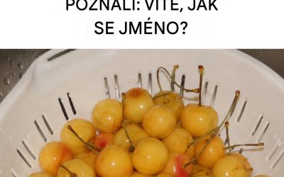 Téměř zapomenuté, ale lahodné a plné výhod: bílé třešně