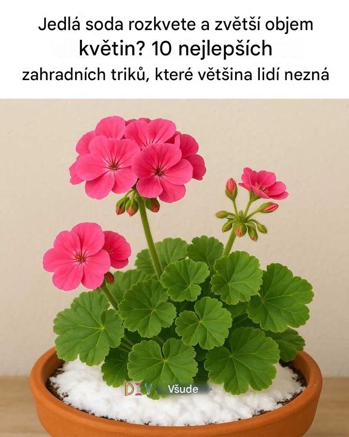 Jedlá soda rozkvete a zvětší květy? 10 nejlepších zahradních triků, které většina lidí nezná
