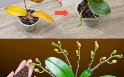 Stačí jen čajová lžička a orchidej najednou zázračně rozkvete hojností květů.