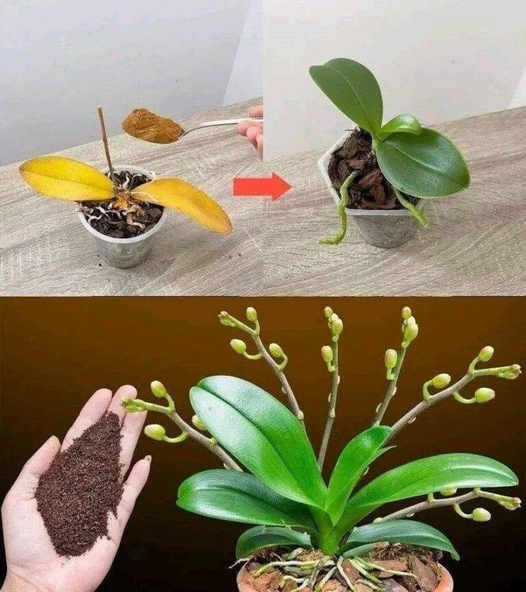 Stačí jen čajová lžička a orchidej najednou zázračně rozkvete hojností květů.