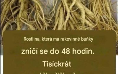 Tento kořen zabíjí 98 % rakoviny žaludku, střev, slinivky břišní a dalších typů rakoviny.