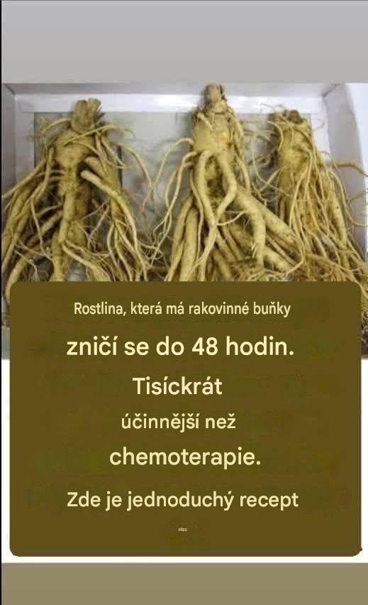 Tento kořen zabíjí 98 % rakoviny žaludku, střev, slinivky břišní a dalších typů rakoviny.