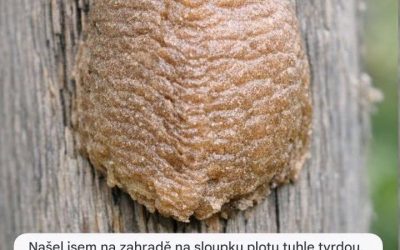 Našel jsem na zahradě na sloupku plotu tuhle tvrdou, pěnovitou hnědou strukturu. Chtěl jsem ji seškrábnout, ale zaváhal jsem. Co to je?