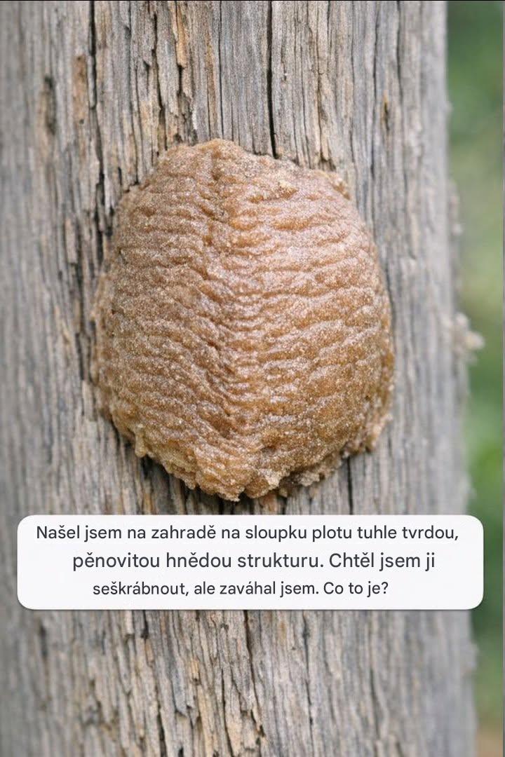 Našel jsem na zahradě na sloupku plotu tuhle tvrdou, pěnovitou hnědou strukturu. Chtěl jsem ji seškrábnout, ale zaváhal jsem. Co to je?