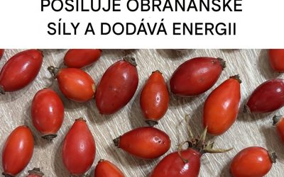 Všechny mimořádné vlastnosti a výhody plodu šípku