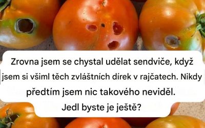 Co to znamená, když v rajčatech vidíte tyto díry