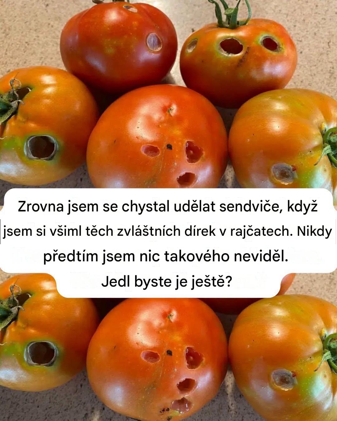 Co to znamená, když v rajčatech vidíte tyto díry