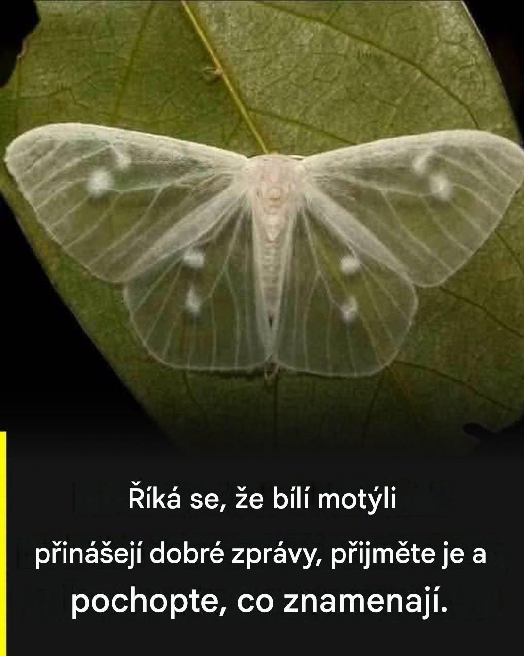 Význam bílého motýla: symbolika a víra