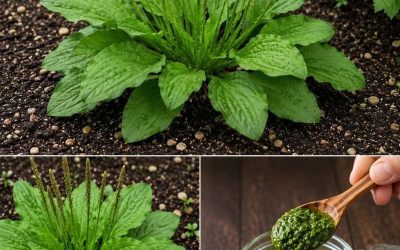 Jitrocel velký (Plantago major): Pozoruhodná léčivá bylina rostoucí přímo pod vašima nohama
