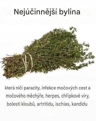 Tato účinná kuchyňská bylina může pomoci přirozeně bojovat s parazity, infekcemi a sezónními nemocemi