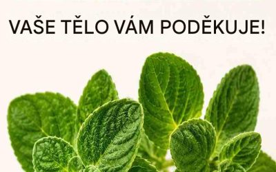„Zázračný list“, který mnoho seniorů znovu objevuje: Proč tato rostlina přitahuje tolik pozornosti