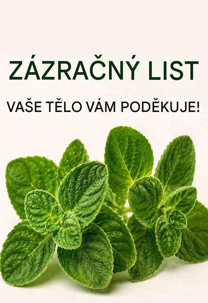 „Zázračný list“, který mnoho seniorů znovu objevuje: Proč tato rostlina přitahuje tolik pozornosti