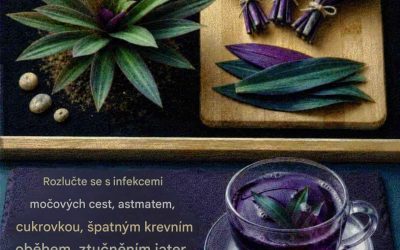 Bylinný čaj z fialových listů: Tradiční zahradní léčebný prostředek, který mnoho seniorů znovu objevuje…