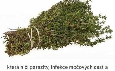 NEJSILNĚJŠÍ BYLINA, KTERÁ NIČÍ PARAZITY, INFEKCE MOČOVÝCH CEST A MOČOVÉHO MĚCHÝŘE, HERPE A CHŘIPKOVÉ VIRY