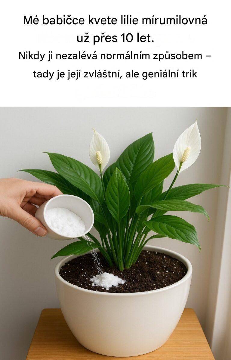 Tajemství péče o lilie Peace: Zapomeňte na vodu – pro trvalou krásu používejte místo ní toto