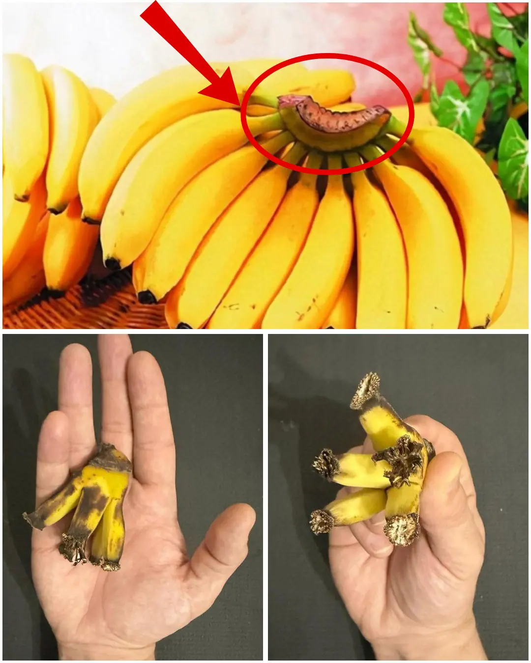 Jak využít skrytý potenciál banánového stonku?