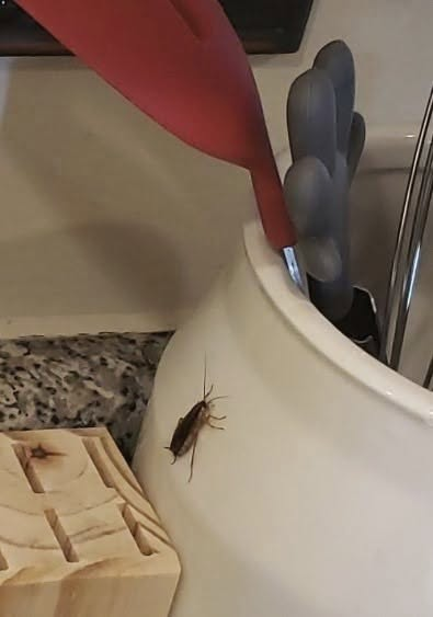 Kyselina boritá proti švábům – účinná, ale zacházejte s ní s maximální opatrností (včetně bezpečnějších možností)