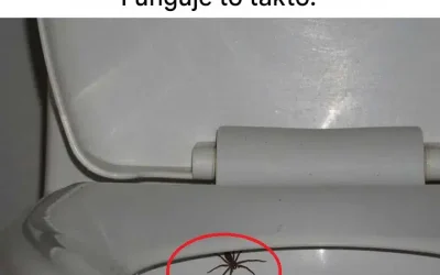 Moje babička mě naučila tenhle trik, jak se zbavit pavouků.
